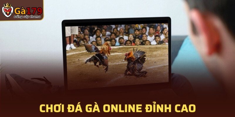Chơi đá gà online đỉnh cao